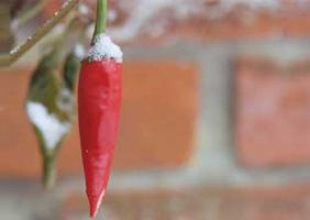 Chillies in winter