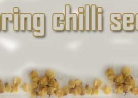 Storing chilli seeds